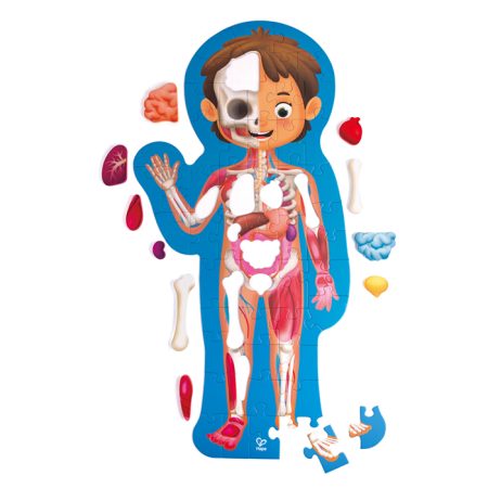 human body structure puzzle